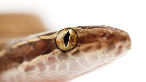 Brown House Snake Identification