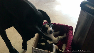 Great Dane and 9 Week Old Puppy Love Playing Together