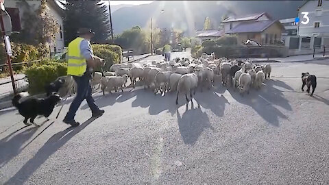 Μαθητές – πρόβατα ή πρόβατα μαθητές; Στη Γαλλία το δεύτερο…