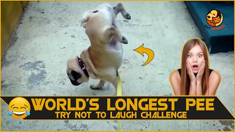 Funniest Viral Dog (World Record of Longest Pee on Two Legs) | Try Not To Laugh Challenge