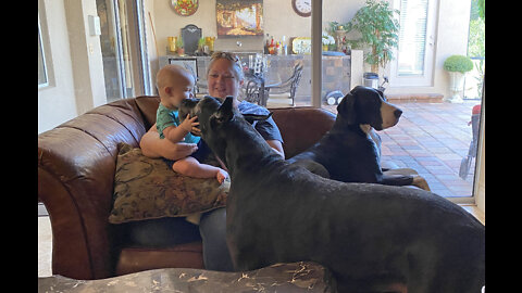 Gentle Great Danes Have a Cuddle & Chat With A Baby