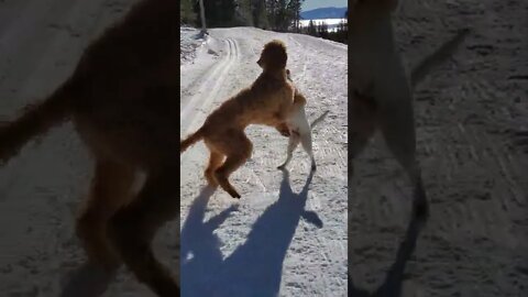 Ares and Ruby Jack Russell and Doodle in mt Rose cross country trail