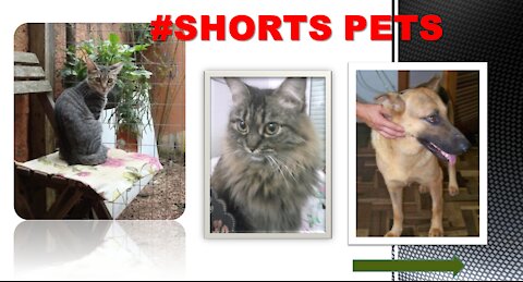 CÃES E GATOS ENGRAÇADOS | #SHORTS