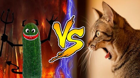 😂😂 Cat vs Cucumber - OMG |😂😂