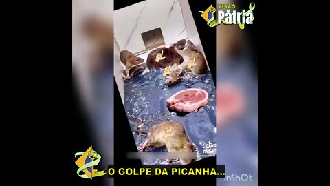 Conheçam as incríveis, as infalíveis, as espetaculares... ARMADILHAS FAZUÉLI! 🤣 Faz o L aí, Trouxa!