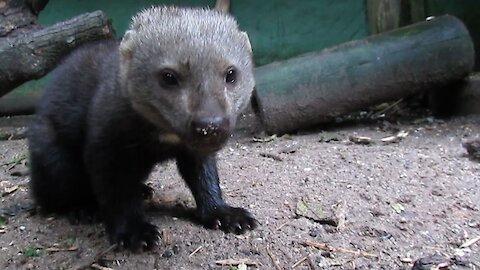 Adorable rescued Tayra loves sweet potato