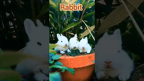 Rabbits eating leaves 😍🔥❤️ | ua58sb #shorts #animals #rabbits #funnyanimals