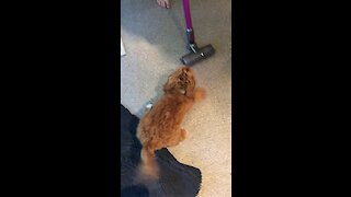 Puppy takes on his vacuum nemesis