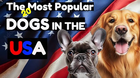 The Most Popular Dog Breeds in the USA (mini-documentary 17)