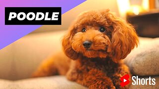 Poodle 🐩 One Of The Most Popular Dog Breeds In The World #shorts