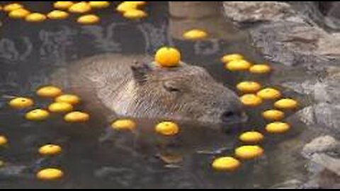 CAPYBARA AND MANDARIN ORANGE🍊