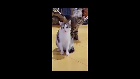 Funniest Cat And Dogs