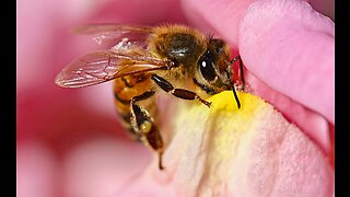 Woman and dog attacked by bees in Port St. Lucie