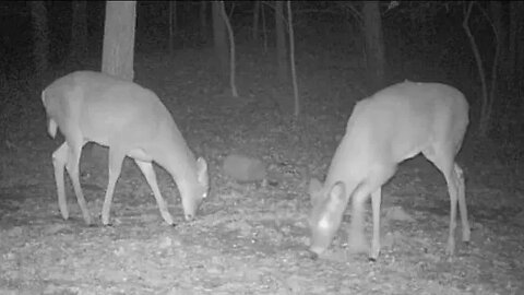 A couple deer at the mineral block