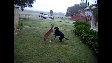 Dog & Deer all play together in the backyard