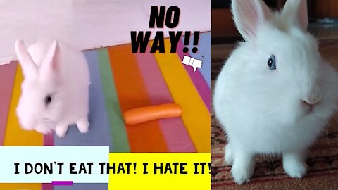 The Only Rabbit In the World That Hates Carrots | Not Friend With Bugs Bunny😂