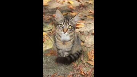 Kitten missing in the street and hungry