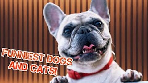 Funniest 🐶 Dogs and 😻 Cats - Awesome Funny Animals