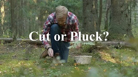 To Cut or to Pluck Trailer- Coming Soon ONLY here on Mushroom Wonderland.