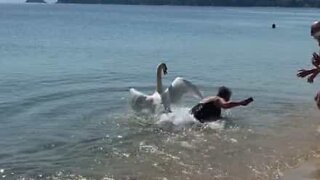 Protective swan pushes woman into sea
