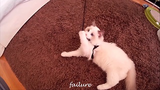 Kitten tries walking with leash, fails adorably