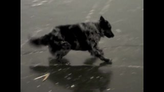 Dog struggles to play fetch on frozen lake