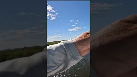 CRAZY Redfish EATS while Fly Fishing! *UNEDITED* #shorts #redfish #fishing #fish #flyfisherman