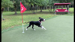 Great Dane Puppy Dashes And Splashes With Her Stick