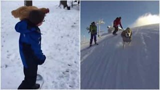 Ces animaux qui adorent jouer dans la neige