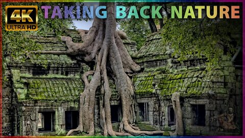 Banyan Tree Taking Back Nature | Ancient Angkor Wat Temple | Meditation/Relaxation Music [4K]