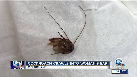 Cockroach crawls into woman's ear