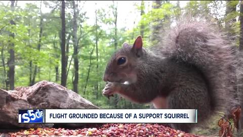 'Emotional support squirrels' on planes not protected by law, attorney says