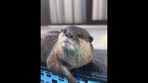 Cute Funny Sea Otter-40