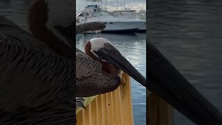 Pelican or Pelican’t?