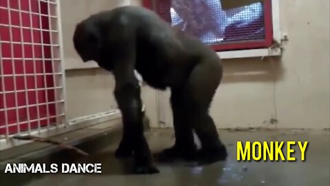 FUNNY ANIMAL DANCE - FUNNY MONKEY DANCING