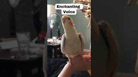 Beautiful Parrot Voice 💕 #shorts