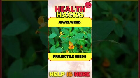 Jewelweed Helps Relieve Poison Ivy Rash