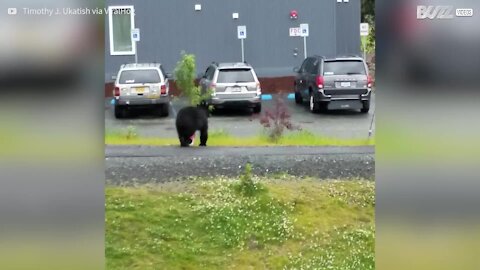 Un orso nero insegue un cane in città