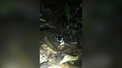 Massive spider found hunting opossum in Peru