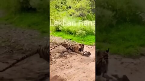 Tiger kills stray dog in India- Tigre mata cão vadio na Índia