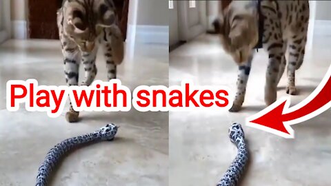 Cats Play with Funny Snakes Out