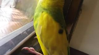 Colorful Parrot Proudly Demonstrates Talking Skills