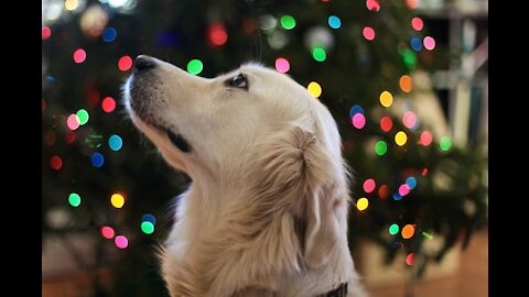 CHRISTMAS PETS | BEST FUNNY PETS COMPILATION | Funny Christmas video