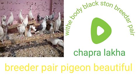 Golden lakha chapra makoy low flying beautiful breeder pair