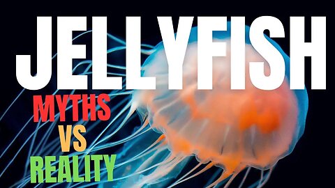 Don't Believe These 5 Myths About Jellyfish