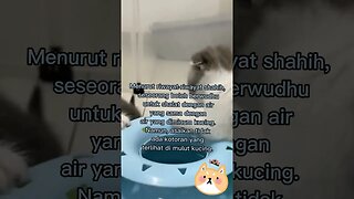 Apakah kucing itu bersih menurut Islam? #short #short #kucinglucu #kucingmeong #catcutevideo #cats