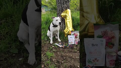 Happy birthday, Nero! 🎉🎉 #1year #shortvideo #amstaff #viral #amstafflove #dog