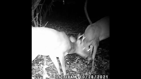 Bucks battle over my mock scrape!