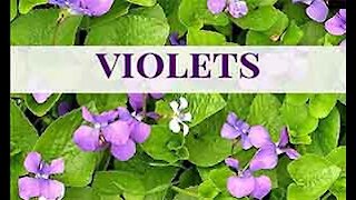 PFTTOT Part 118 Wild Violets