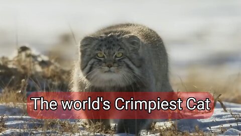 The world's grumpiest cat is going to catch a rat in the sand